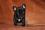 BOULEDOGUE FRANCAIS 783